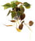 Exotenherz - Philodendron micans - Dunkler Kletternder Baumfreund - 12cm Topf