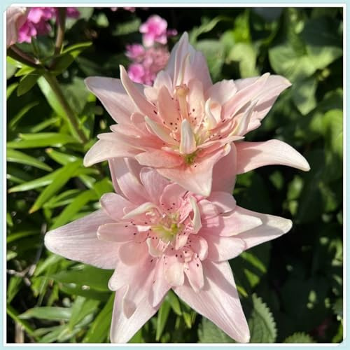 [VCUYHKMB] Lilien Rhizome Lilium - Mehrjährig Winterhart für Terrassenzucht & Gartendekorative Highlights-6lilien knolle-D