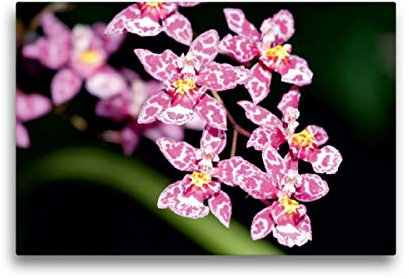 Premium Textil-Leinwand 45 x 30 cm Quer-Format Zauberhafte Orchideen, Leinwanddruck von SchnelleWelten