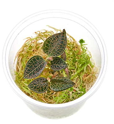 Juwelorchidee - Macodes Anoectochilus roxburghii Firebird - Zimmerpflanze - Terrariumpflanze - Pflanze für Flaschengarten - Becher Ø 5,5cm - 1 Pflanze in Torfmoos