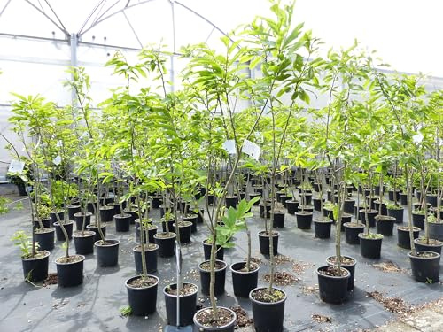 gruenwaren jakubik Esskastanie Castanea sativa 170-180 cm, Kastanie, Kastanienbaum Pflanze