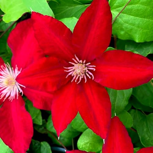 Clematis-Zwiebel, Kletterpflanze,DüRretolerant, Vermehrbare, Winterhart, Clematis Grandiflora,Winterhart Mehrjährig,Krautige Rebe, Kletterpflanze, Gartenpflanze-4zwiebeln-D