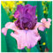 Bulbos de iris, Decoración de jardines,Bulbos iris germanica, Bulbos de flor iris, Iris Bulbs,Plantas de follaje,Muchas variedades-15 Bulbos-B