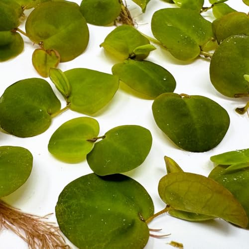 WASSERPFLANZEN WOLFF - Schwimmende Wolfsmilch/Phyllanthus fluitans | eine Portion| Klärpflanze Sauerstoffpflanze für Teich und Tischdekoration | Rot färbende Schwimmpflanze mit Herzblättern