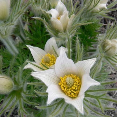 6 x Weißblühende Kuhschelle 'Alba' - Pulsatilla Vulgaris 'Alba' Topf 9x9cm