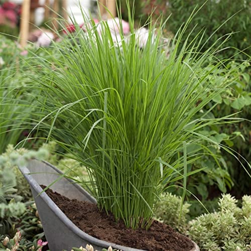 Bio Riesen-Rutenhirse 'Northwind', Topf 5 Liter, Wuchshöhe ca. 170-180cm