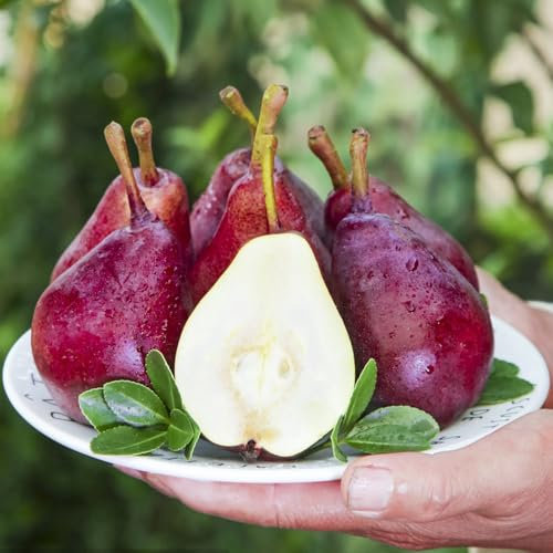 100 pcs Birnenbaum Kaufen Samen - säulenobst balkon deko exotische pflanzen winterhart Obstbäume - Pyrus zimmerpflanzen, kübelpflanzen säulenobst, obst samen säulenobstbäume zimmerpflanze