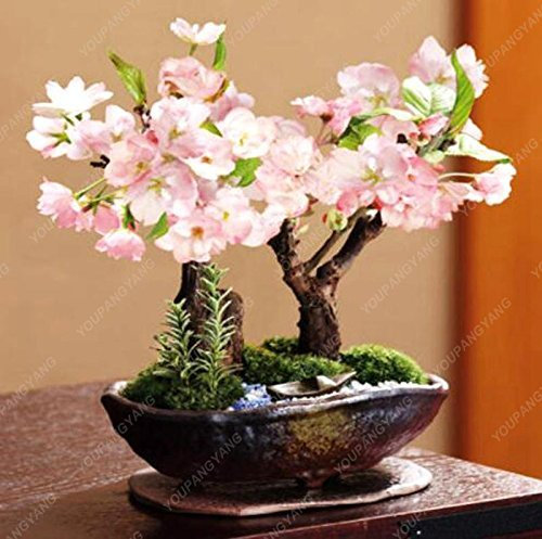 10 Semi Pz Mini Bonsai japanische Sakura, Bonsai Fiore Kirschblüten Haus Graden frei von der Dekoration des Schwarzen Transports
