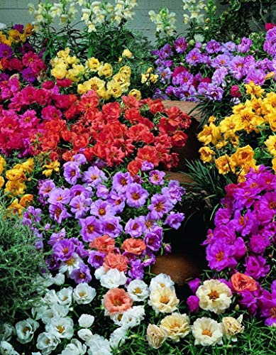 Semi Portulaca Portulaca Extra Mix 50 Multi Semi pellet perenni