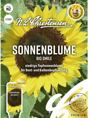Sonnenblume Big Smile, niedrige Topfsonnenblume, bienenfreundlich, Samen