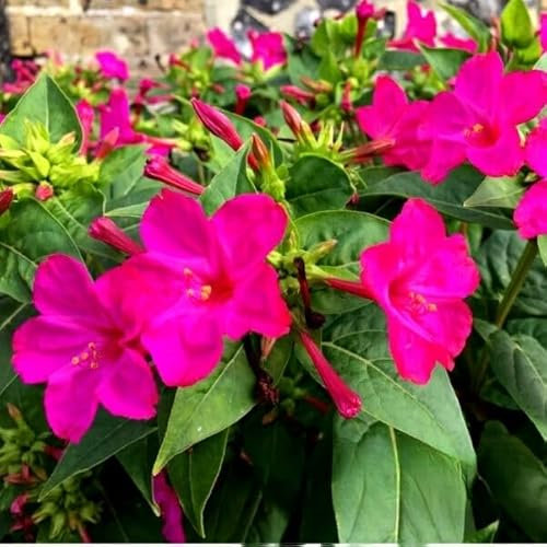 Four O'clock Flower - Violet Pink - 45 Seeds + Plant tag + Freebie - Mirabilis Jalapa Fluorescent