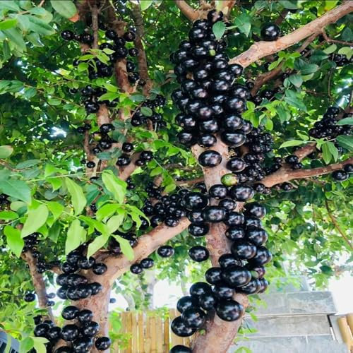 semi di pianta jabuticaba, frutta fresca, piante resistenti per balconi jabuticaba bonsai, aiuole rialzate decorazione del soggiorno 100pcs