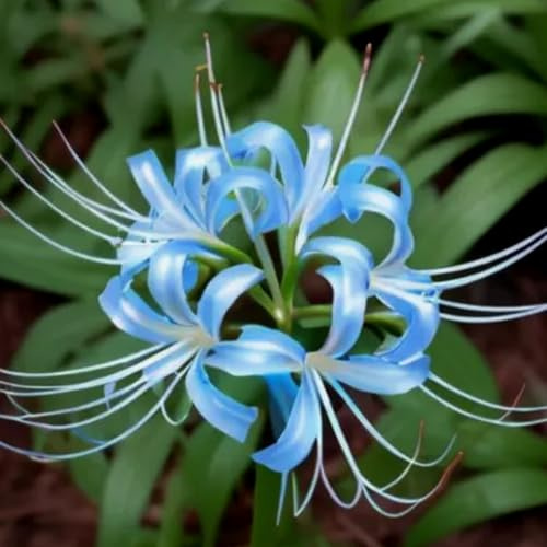 Lycoris Bulbs-Strong Plants That Grow Well/Mix Golden Jade Carving Feels Perfect -I-2 Bulbs