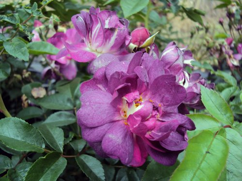 Ramblerrose Veilchenblau Containerrosen im großen 7,5 Liter Topf