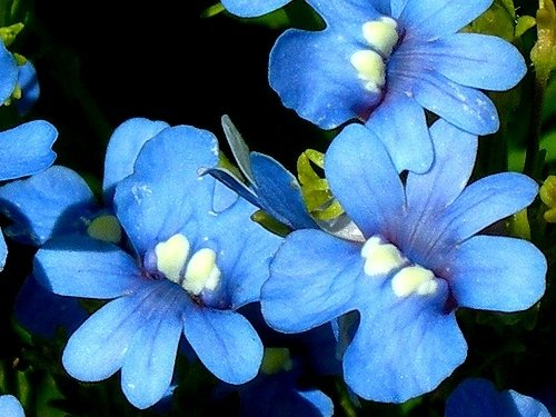 Elfenspiegel blau Gem Samen - Nemesia strumosa