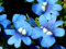 Elfenspiegel blau Gem Samen - Nemesia strumosa