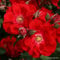 2 x Rose - Rosa 'Roter Korsar' Topf 25-30 cm - Eine Robuste Rose in Leidenschaftlichem Rot.