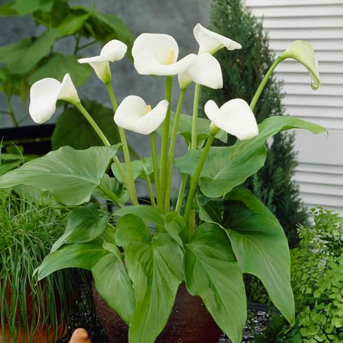 Zantedeschia aethiopica - Blumenzwiebeln Mehrjährig Winterhart - 1 Zwiebeln - Pflanzen aus Holland (kein Samen) - für Garten, Töpfe und Balkon