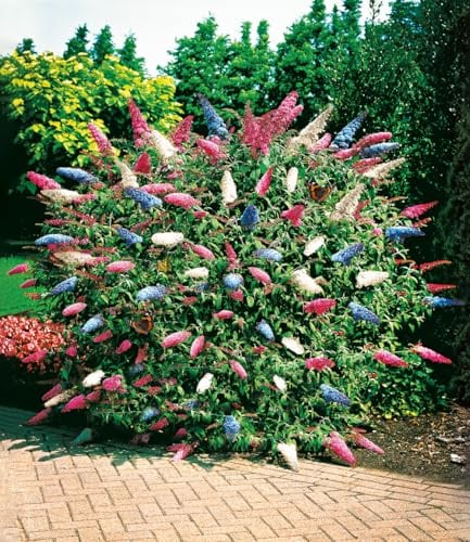 BALDUR Garten 2x dreifarbiger Schmetterlingsstrauch 'Papillion Tricolor',