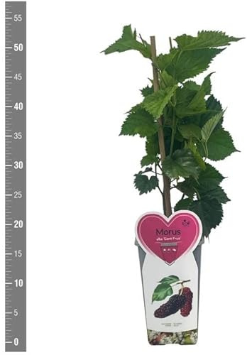 1 Pianta di Mora su vaso alto  Giant fruit, frutto gigante MODIPITRE