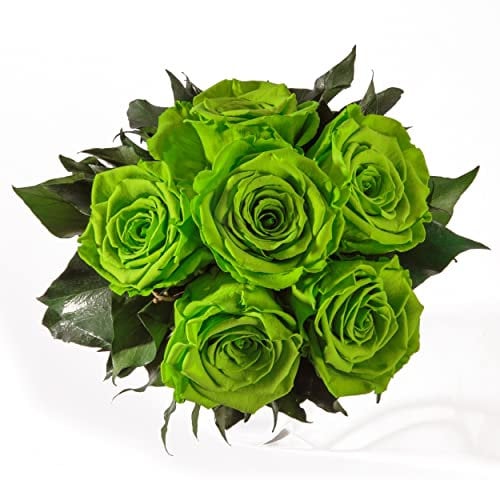 ROSEMARIE SCHULZ Heidelberg Infinity Blumenstrauß echte konservierte Rosen Lange haltbar bis zu 3 Jahre (6 Rosen, Grün)