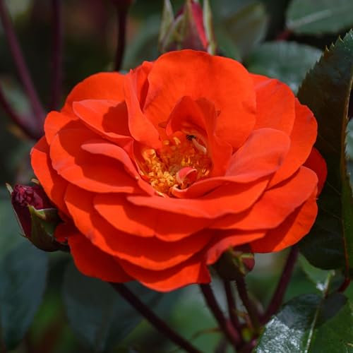 Bush Rose Precious Love - Compact Rose Bush with Orange-Red Semi-Double Garden Roses - Classic Garden Plants Boasting Beautiful Outdoor Roses - Hardy Plants Outdoor Garden Ready (7.5 Litre Pot, Stem)