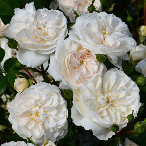 Peter Beales Roses MacMillan Nurse Shrub Rose - White with Peach, UK Modern Classic Rose Suitable for Outdoor and Indoor Growing