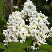 Cross Common Nursery Syringa vulgaris Madame Lemoine White Lilac