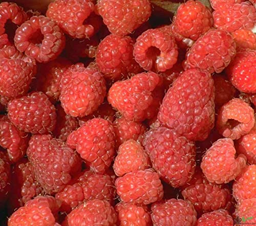 Himbeere Buschform rubus idaeus Malling Promise