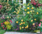 DUMONT - Im Rosengarten 2025 Wandkalender, 52x42,5cm, Garten-Kalender mit eindrucksvollen Rosen-Motiven aus verschiedensten Gärten, deutsches Kalendarium, mit Spiralbindung