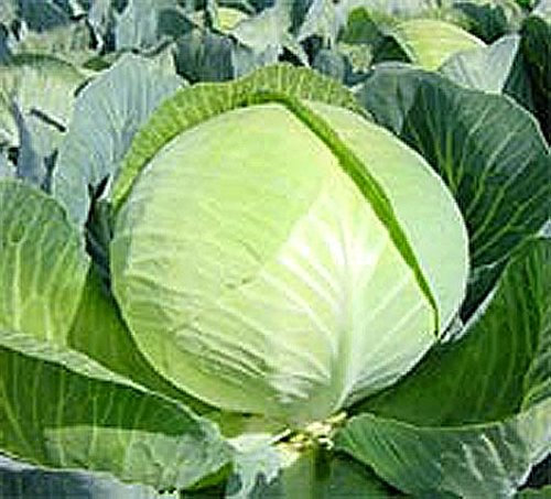 Weißkohl Lion Samen 50 Korn