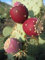 Opuntia ficus indica Nopal essbare Kakteen Nopalea Saft Nopalina Samen 20 Samen R