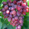 Carbeth Plants - Fruit Plants - Grow Your Own Fruit Garden - Red Grape Plant in 9cm Pot