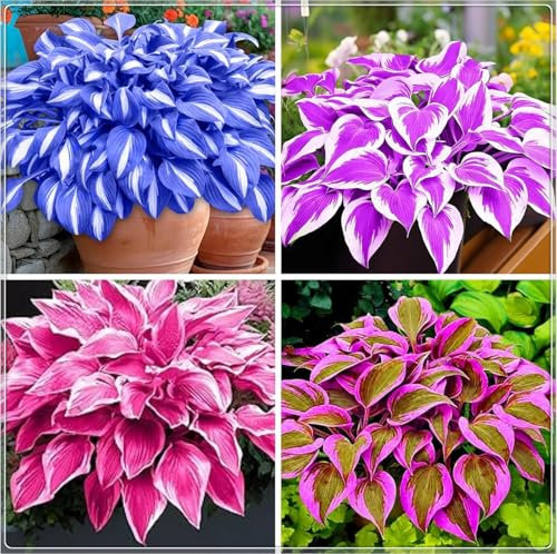Excellent Display, Greening Flower,Hostas for Planting, Hosta Rhizome，Easy to Plant, Flowering Rhizome,Wedding Flowers, Bloom Year After Year-4 Bulbs-J