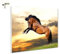 Magnettafel Pinnwand Tiere brauner Hengst Pferd Größe 60 x 40 cm