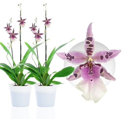 Orchideen Echte Pflanzen Beallara Peggy Ruth - 2 große Zimmerpflanzen