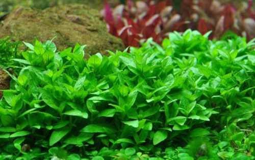 AquaOne Aquarium Pflanze Staurogyne repens I Wasserpflanze Aquariumpflanze Stängelpflanze voll durchwurzelt einfach pflegeleicht Aquascaping Dekoration