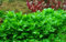 AquaOne Aquarium Pflanze Staurogyne repens I Wasserpflanze Aquariumpflanze Stängelpflanze voll durchwurzelt einfach pflegeleicht Aquascaping Dekoration