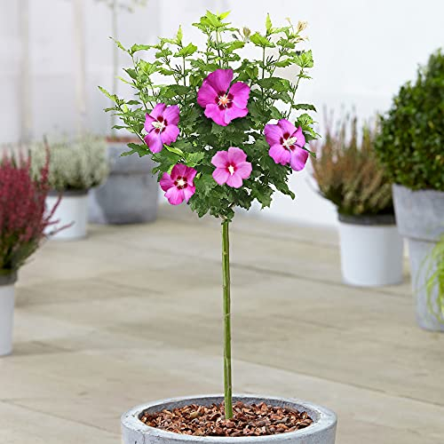Hibiskus Woodbridge - Rose von Sharon | Laubabwerfender Topfbaum für Garten & Terrasse