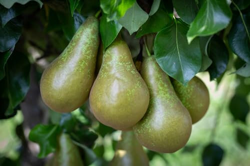 Frank P Matthews Pear Tree 'Conference', 12L Container, Quince A Rootstock, Bush, Semi-Vigorous Tree Plus Planting Kit