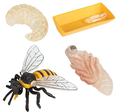 LALADEFIEE Bienenwachstumsmodell 4 Stück Aus Kunststoff Kinder Kognitives Lernspielzeug Bienenzyklus Modell Für Biologieunterricht