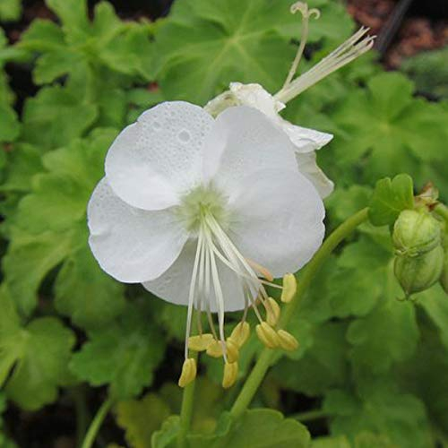 6 x Geranium Macrorrhizum 'White Ness' - Garten-Storchschnabel Topf 9x9cm