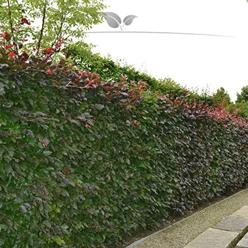 Gardline - Blutbuche 80-100 cm IM TOPF. 3-200 Fagus sylvatica Atropunicea Heckenpflanzen - 14 St. (ca. 2,5 Meter)