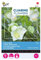 Buzzy Climbing Flowers, Cobaea Alba Weiß