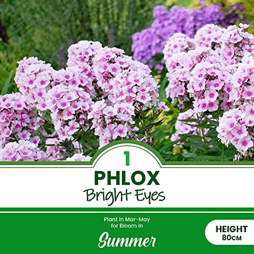 1 x Phlox Bright Eyes – Bubblegum Pink Flowers – Perennial – Summer Flowering Bulb – for Your Beautiful Garden