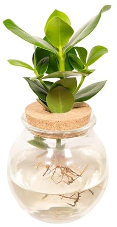 La Green Touch - Clusia in idrocoltura e vaso in vetro e tappo di sughero - h30 cm, Ø12 cm - pianta da interno - vaso 12 cm, altezza 30 cm