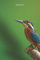 Notizbuch: Eisvogel ist in Notizbuch, ideal als Geschenkidee, Eisvogel Notizbuch | 15 x 23cm (ca. A5) | 130 Seiten