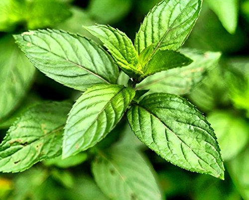 Semillas de menta - Mentha piperita