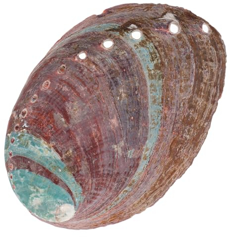 FUNOMOCYA Coquille Ormeau Brute Ornement Coquille Ormeau Conteneur à Brûler pour Offrandes Décoration pour Aquarium Et Bureau