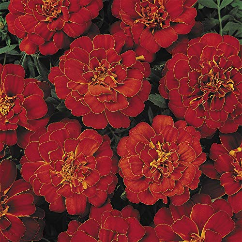 PREMIER SEEDS DIRECT - Marigold Dwarf French - Durango RED - 0.21GM